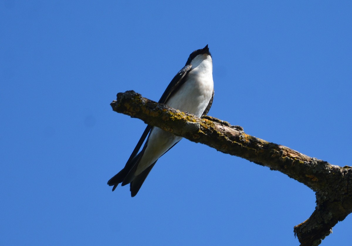 vlaštovka stromová - ML652628435