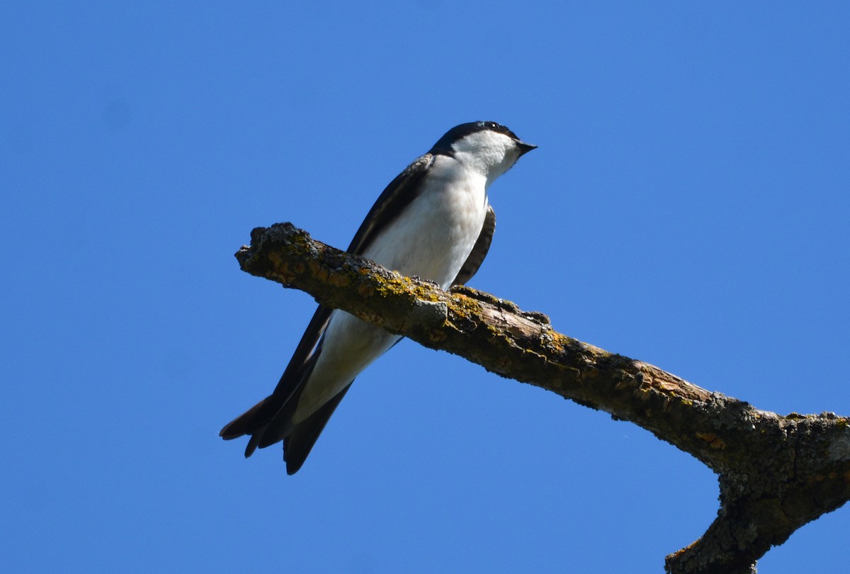 vlaštovka stromová - ML652628436