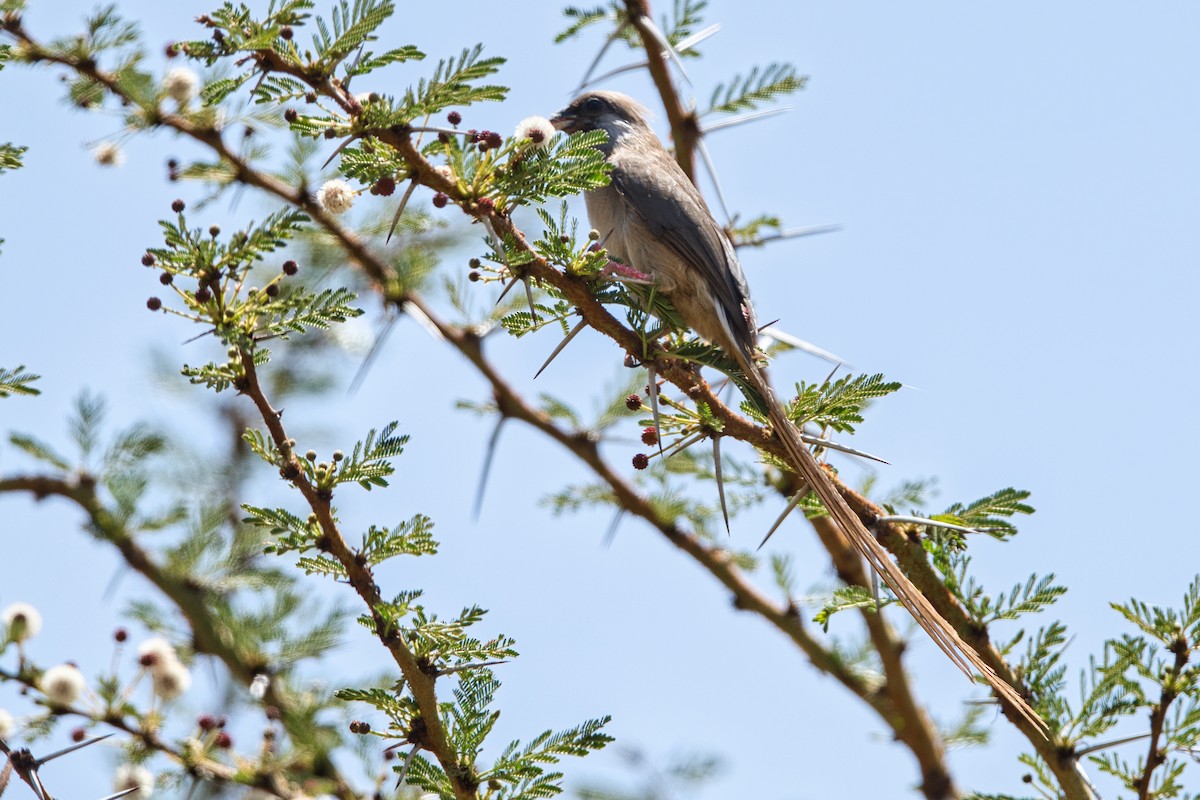 Чепіга бурокрила - ML652628535