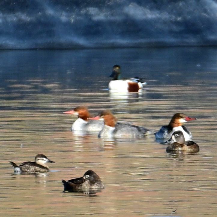 Smergo maggiore - ML652628536