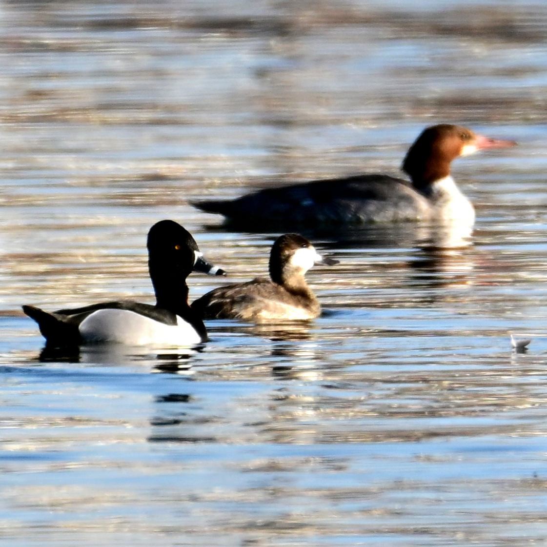 Smergo maggiore - ML652628537