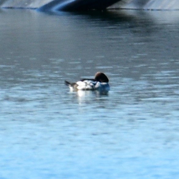 Quattrocchi - ML652628630