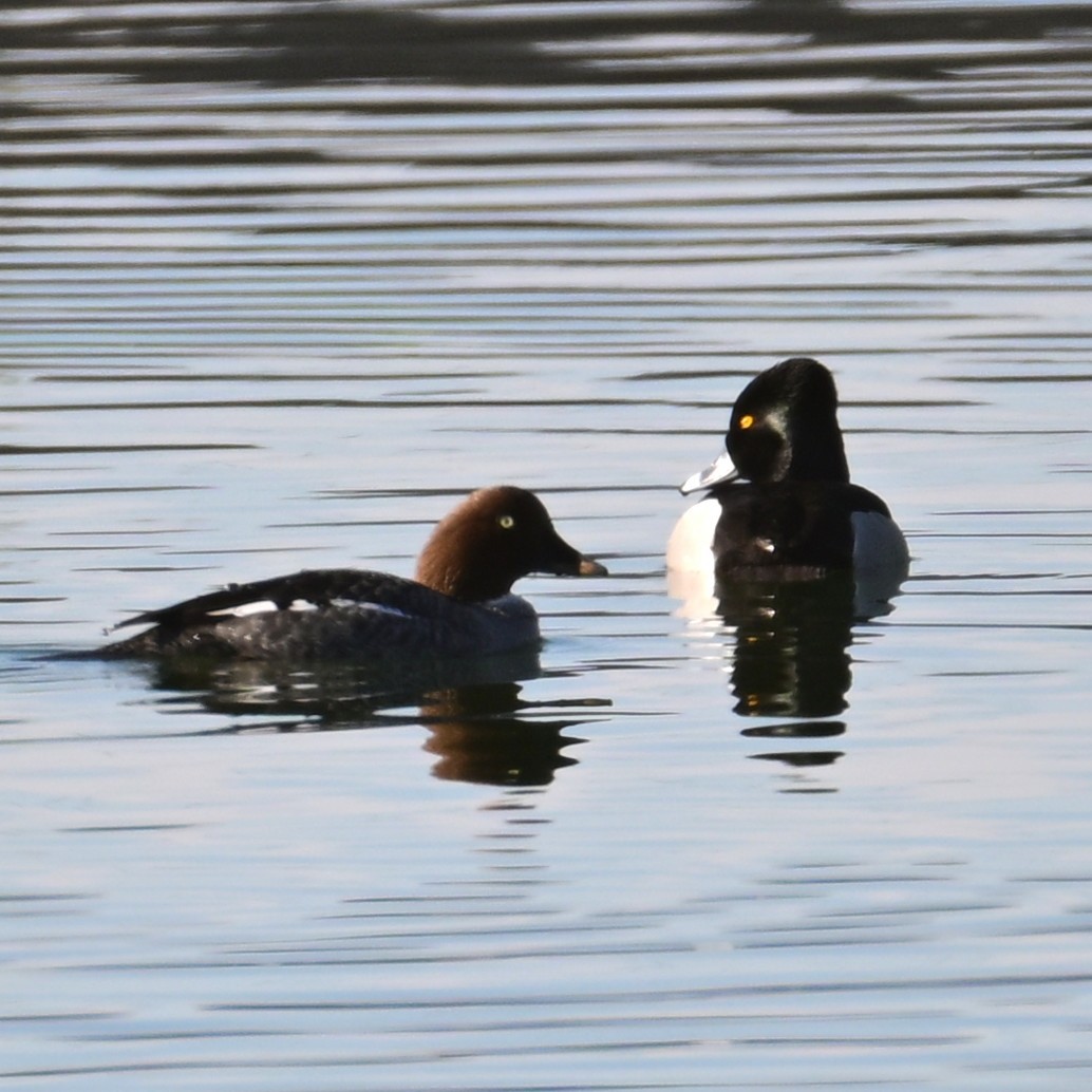 Quattrocchi - ML652628632