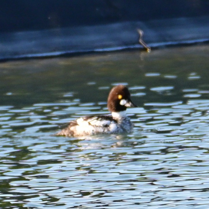 Quattrocchi - ML652628633