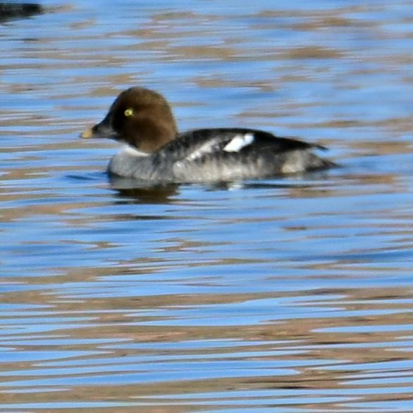 Quattrocchi - ML652628634