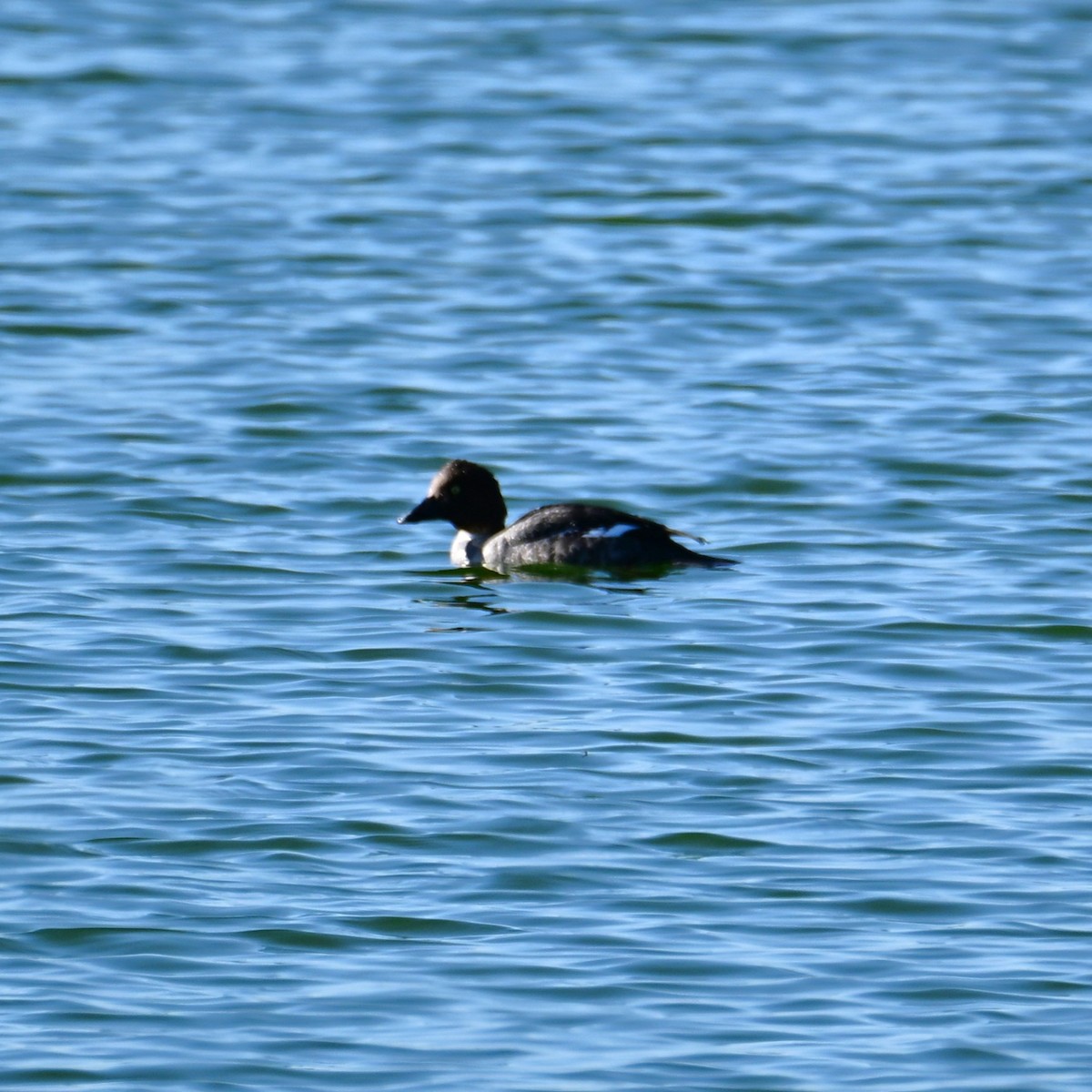 Quattrocchi - ML652628636