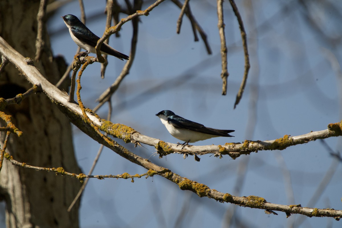 vlaštovka stromová - ML652628689