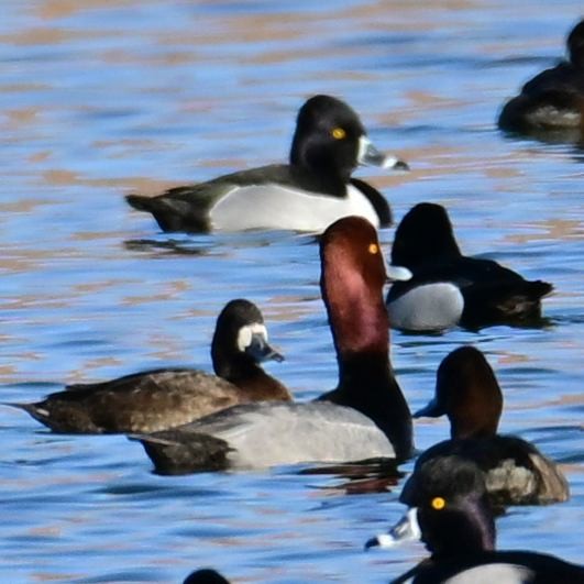 Redhead - ML652629026