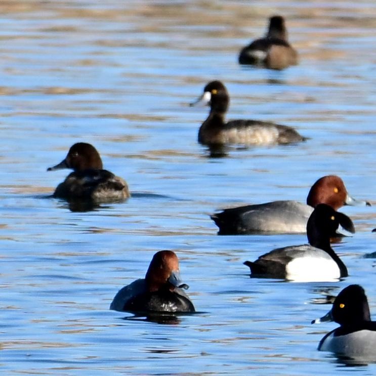 Redhead - ML652629027