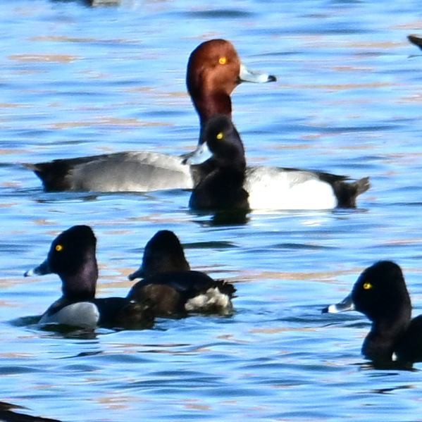 Redhead - ML652629028