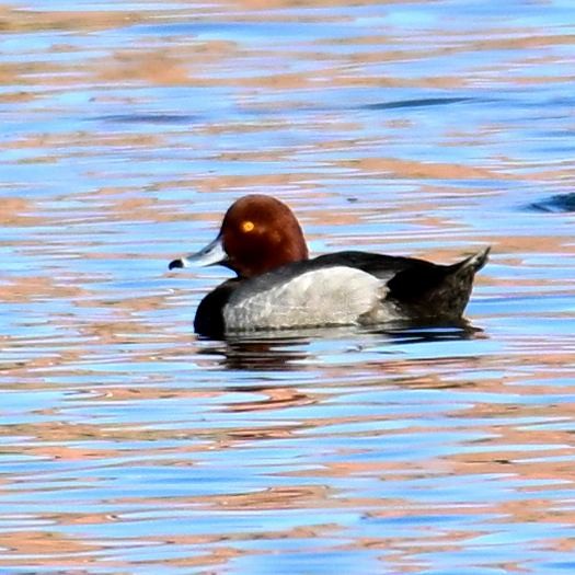 Redhead - ML652629029