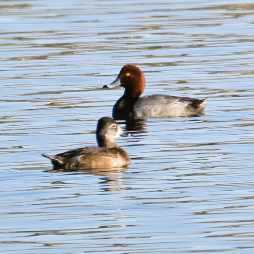 Redhead - ML652629031