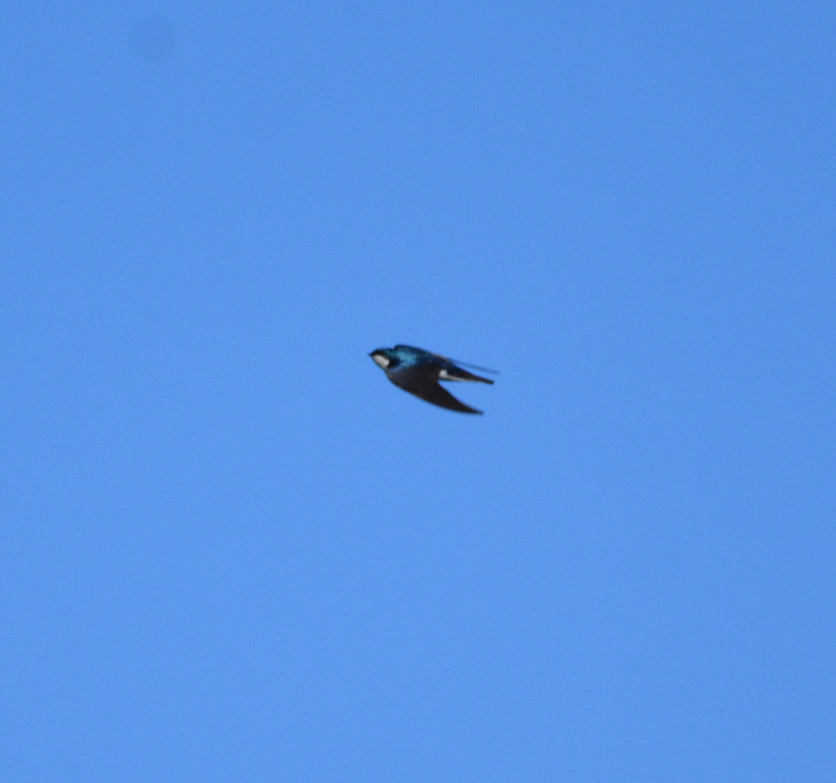 vlaštovka stromová - ML652629068