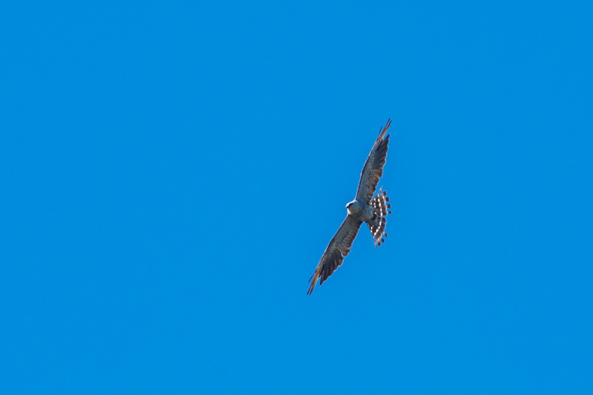 Milan du Mississippi - ML652629070