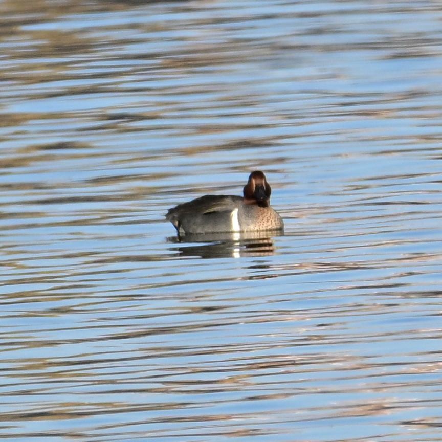 Alzavola - ML652629072