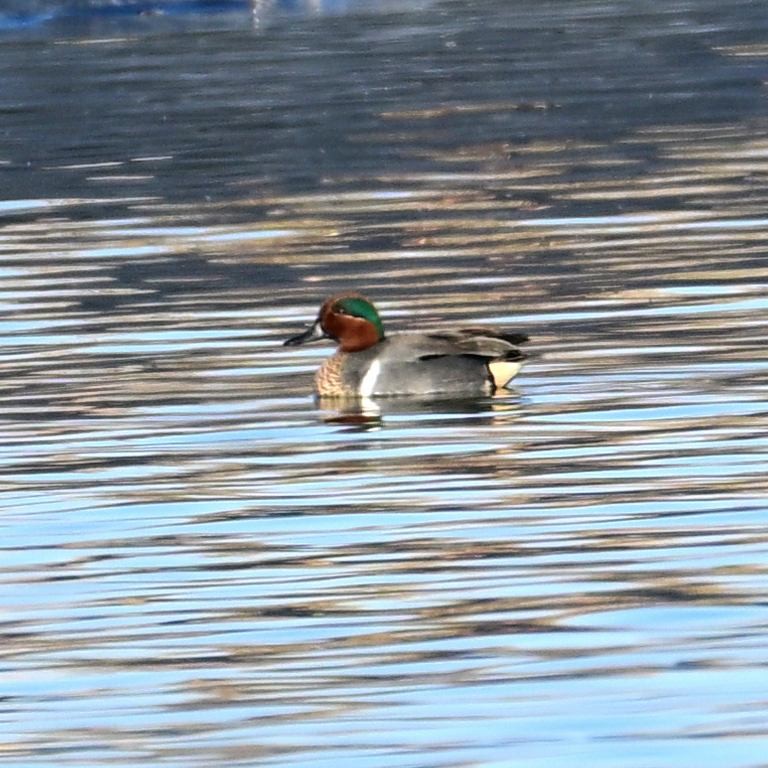 Alzavola - ML652629073