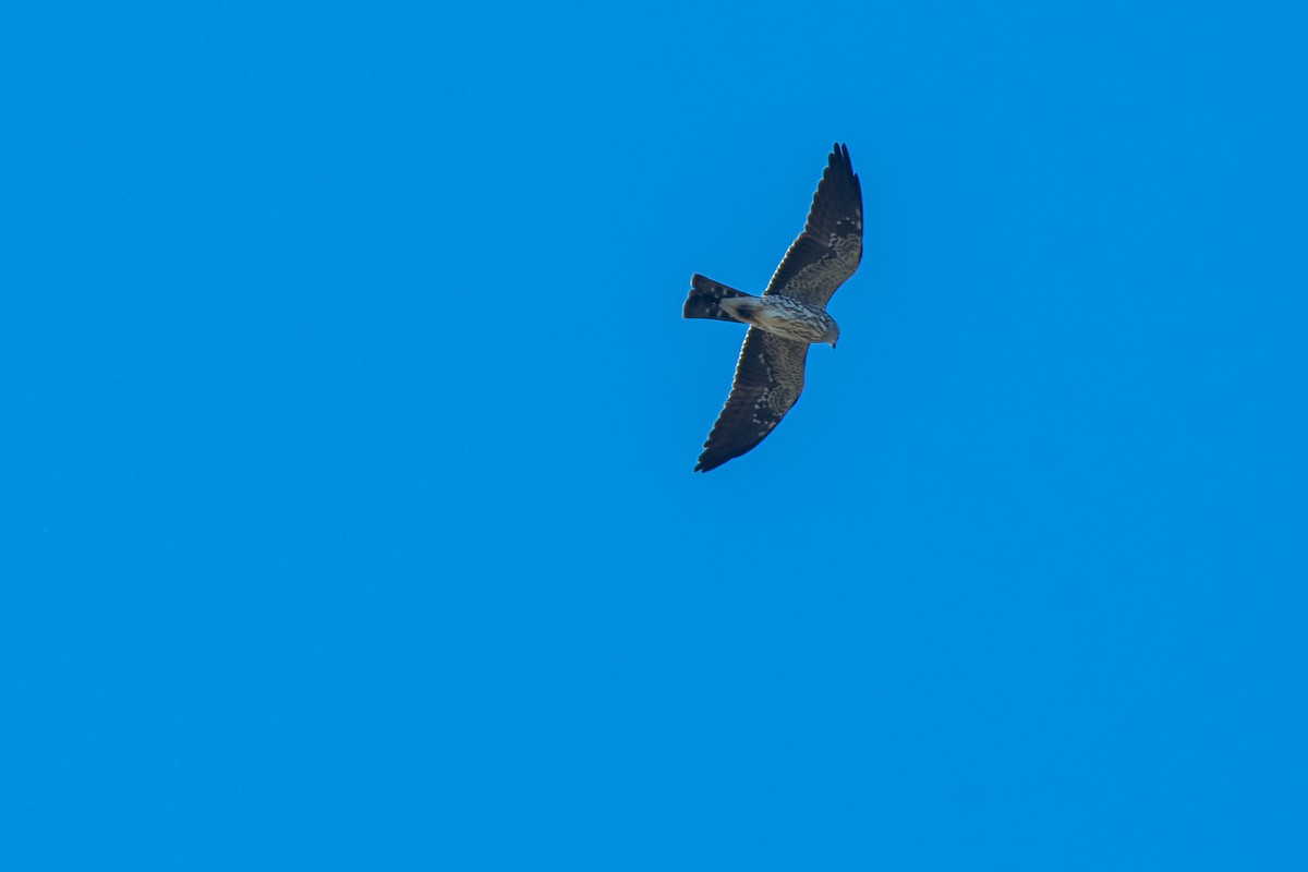 Milan du Mississippi - ML652629076