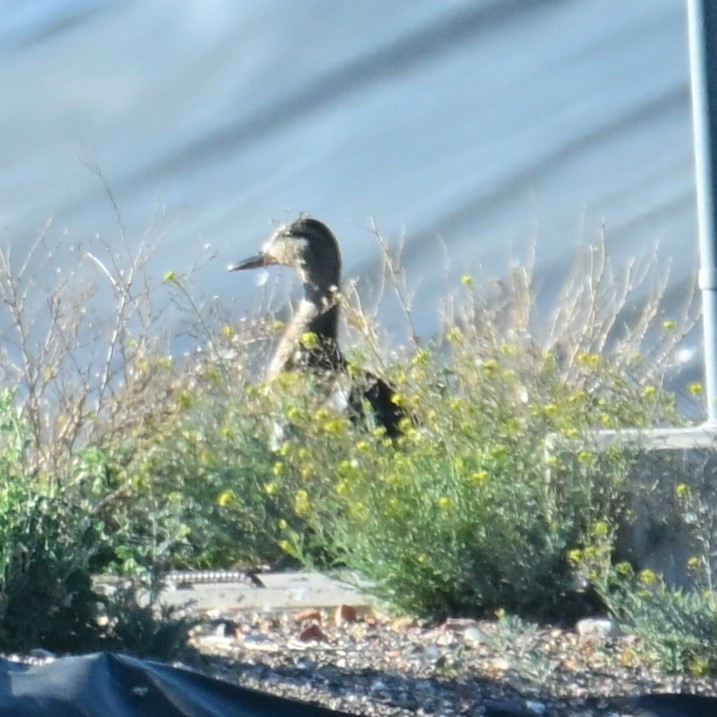 Germano reale - ML652629137