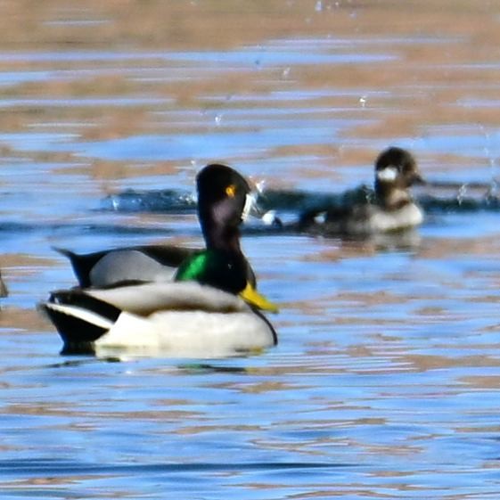 Germano reale - ML652629138