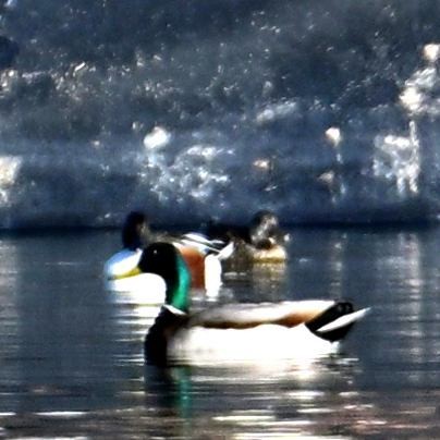 Germano reale - ML652629139