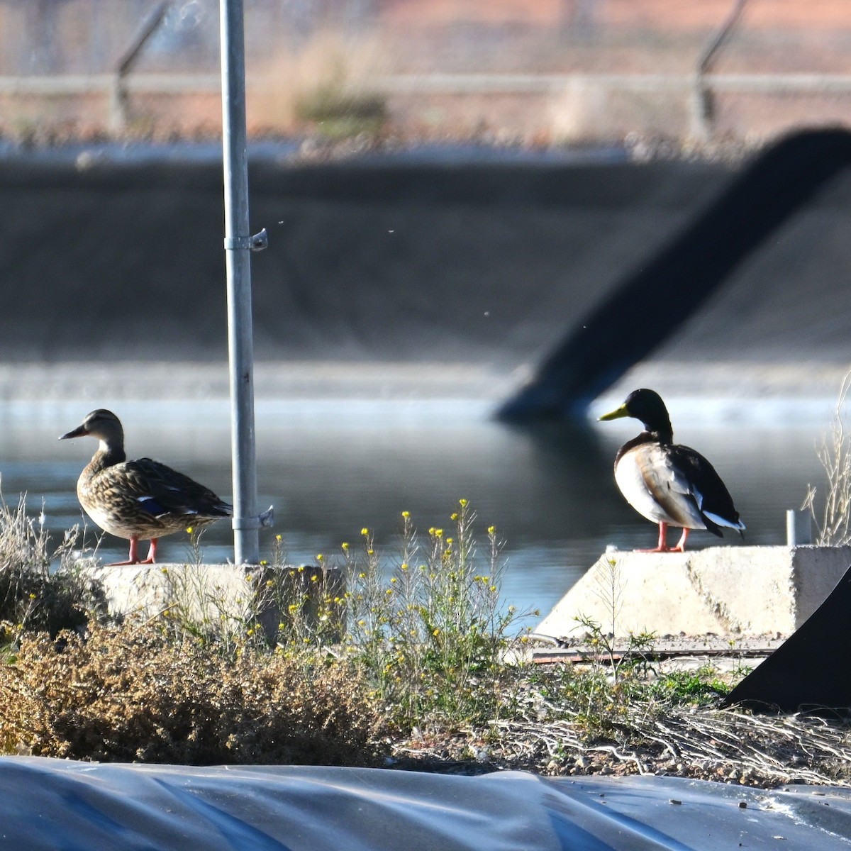 Germano reale - ML652629141