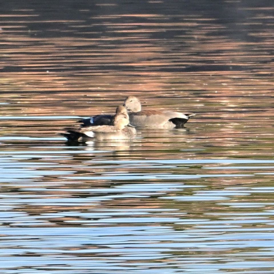 Canapiglia - ML652629152