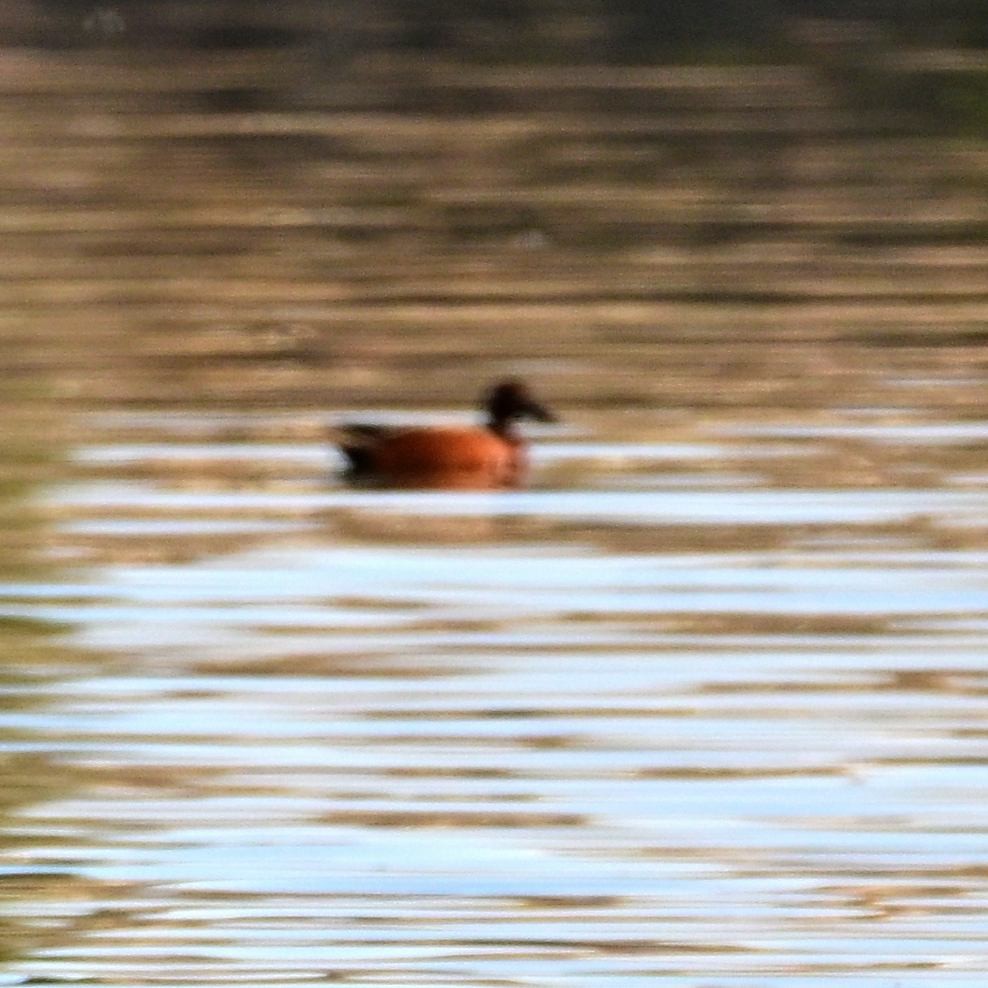 Alzavola cannella - ML652629155