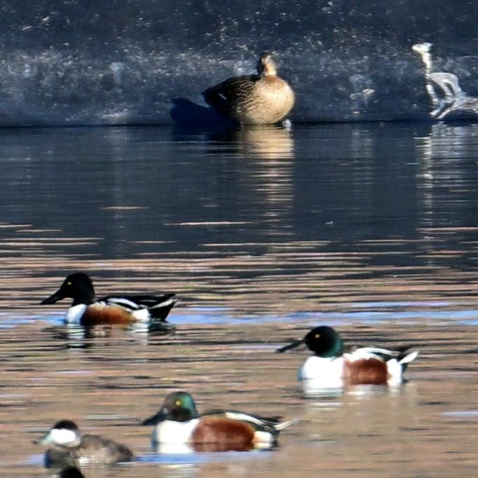 Mestolone - ML652629205