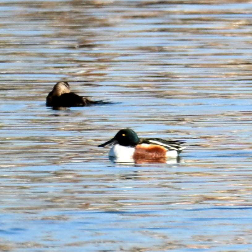 Mestolone - ML652629206