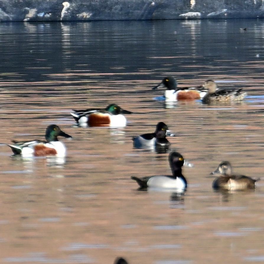 Mestolone - ML652629208