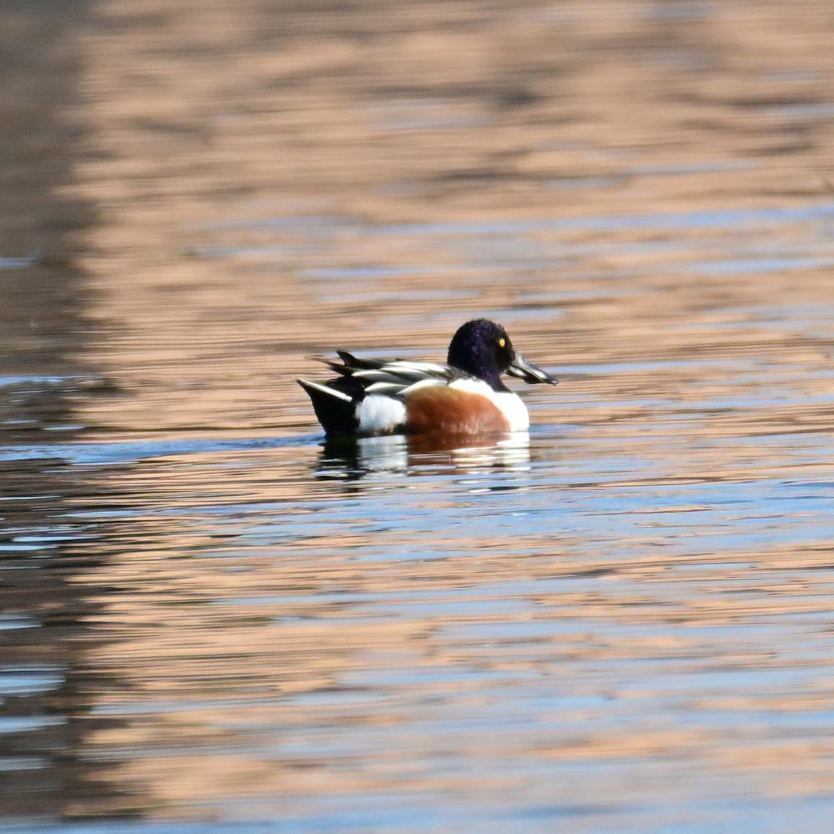 Mestolone - ML652629213