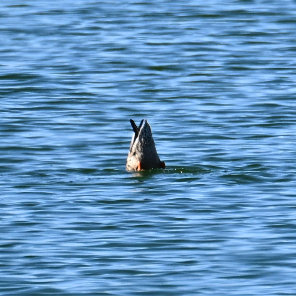 Mestolone - ML652629214