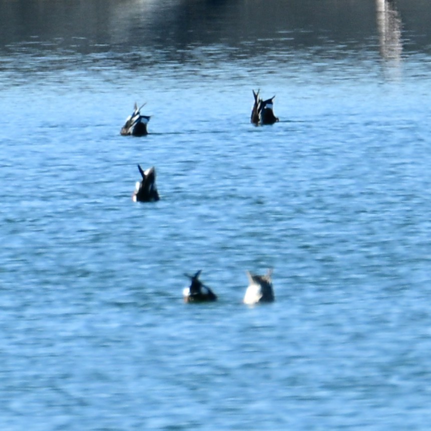 Mestolone - ML652629215