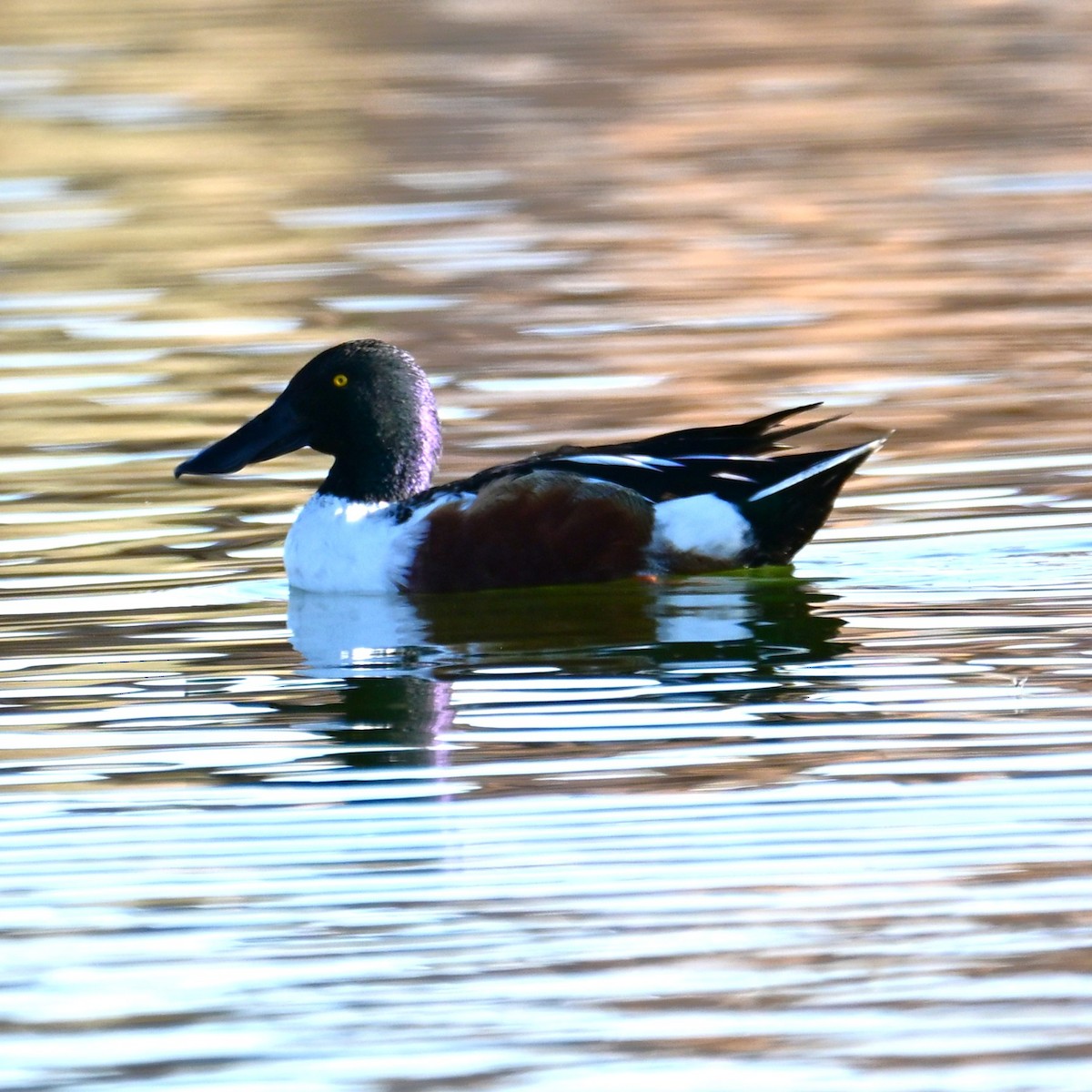 Mestolone - ML652629217