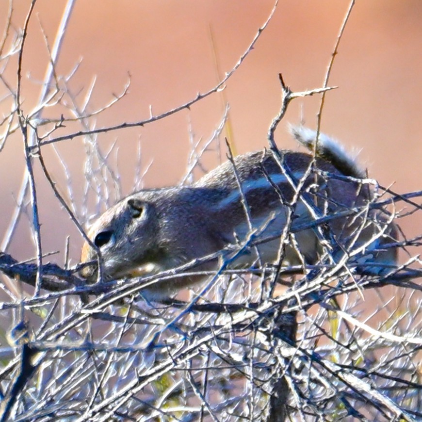 Citello dalla coda rotonda - ML652629293