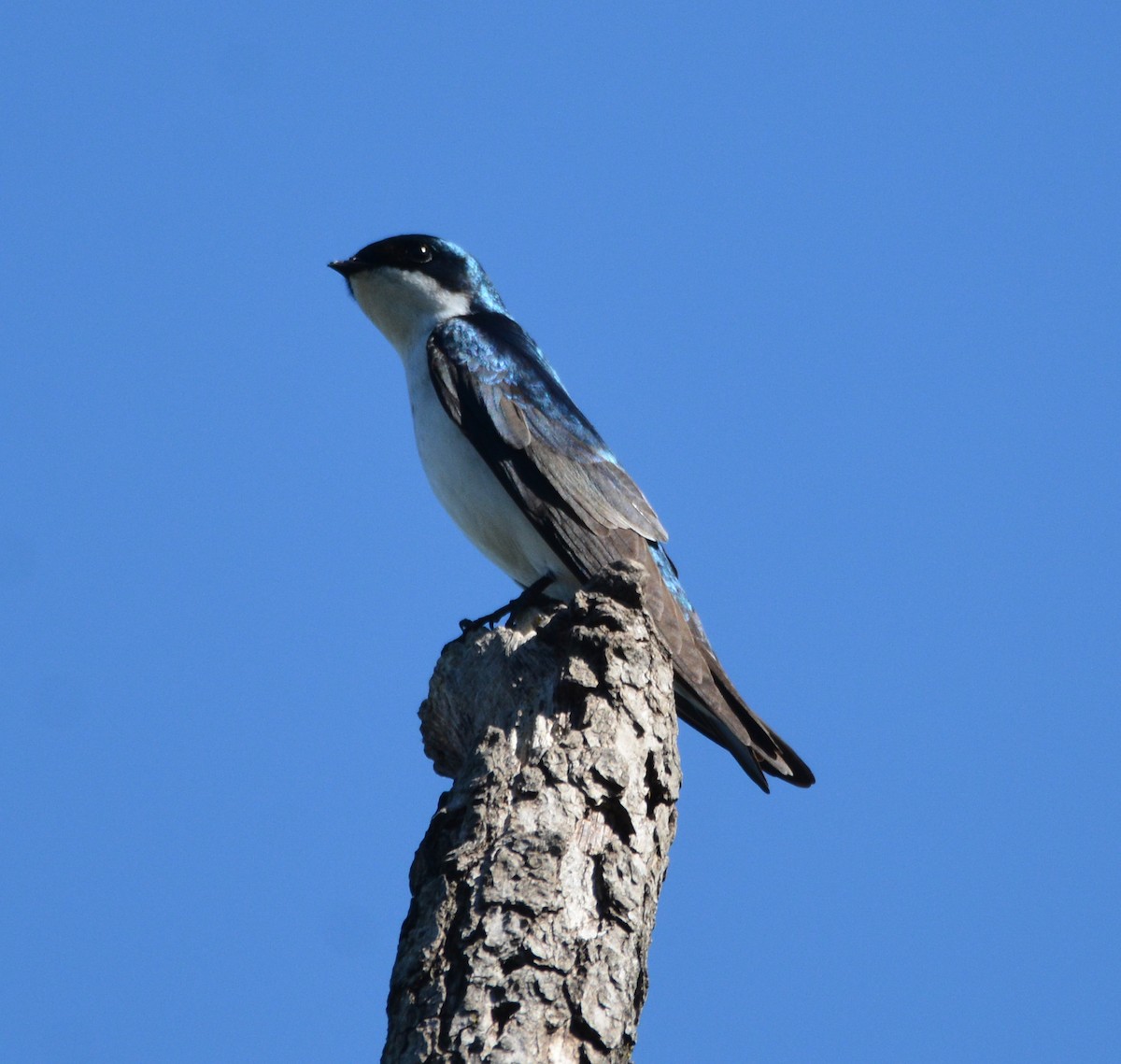 vlaštovka stromová - ML652629382