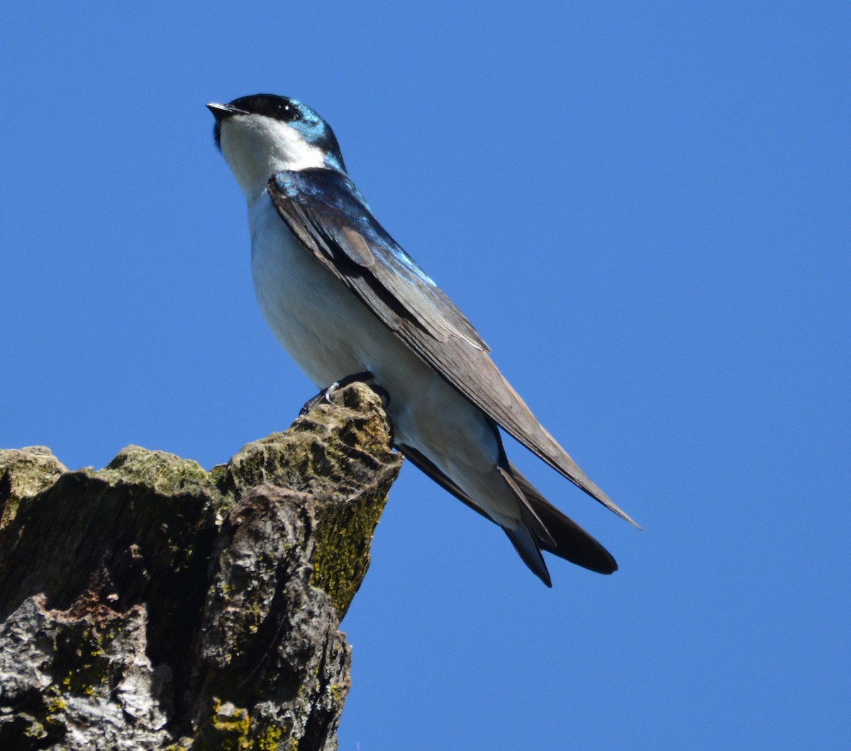 vlaštovka stromová - ML652629383