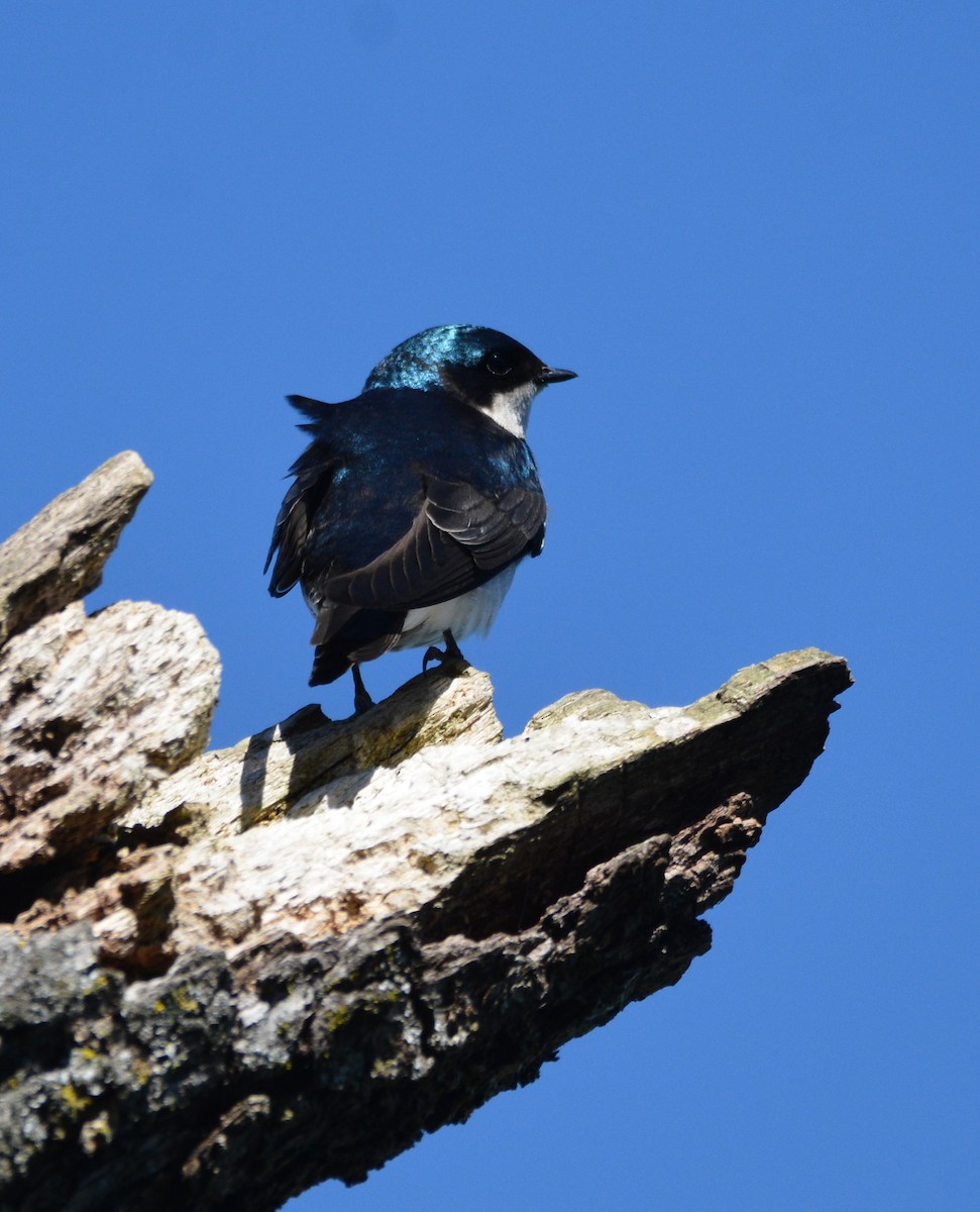 vlaštovka stromová - ML652629384