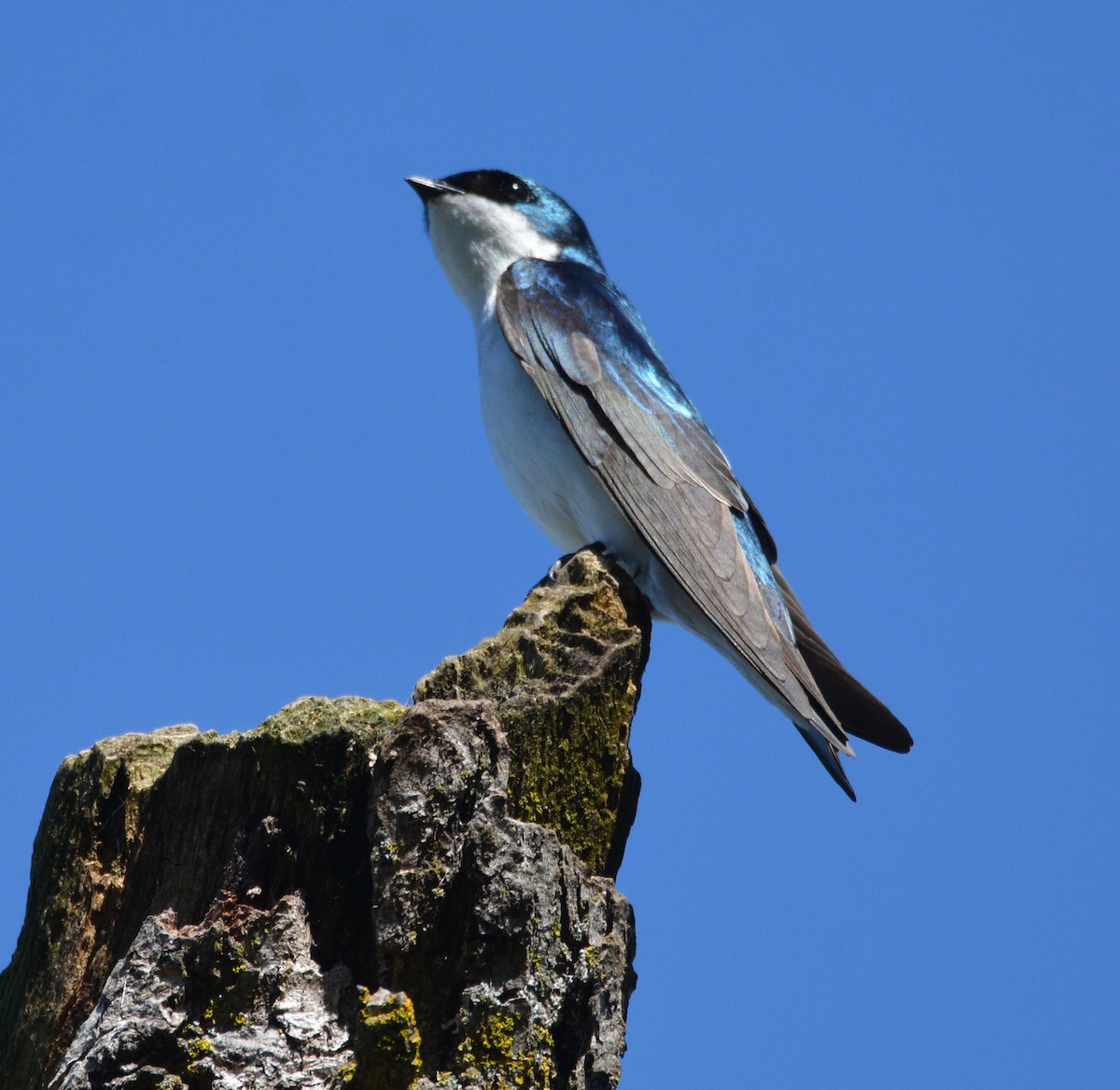 vlaštovka stromová - ML652629385