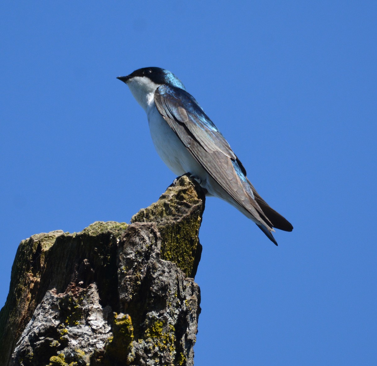 vlaštovka stromová - ML652629386