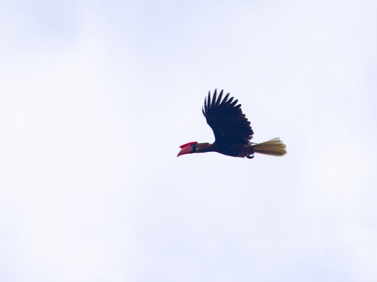 Rufous Hornbill - ML652629499