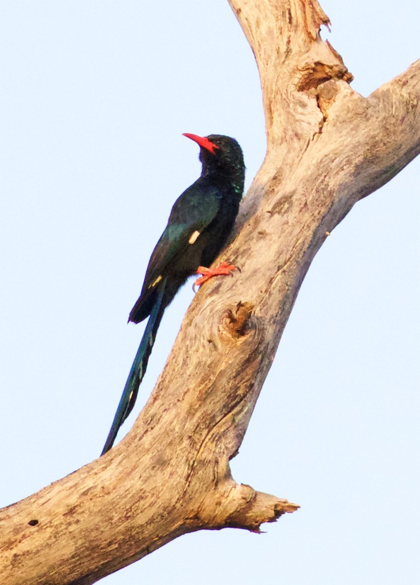 Green Woodhoopoe - ML652629524