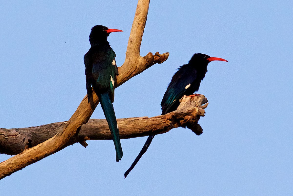Green Woodhoopoe - ML652629525