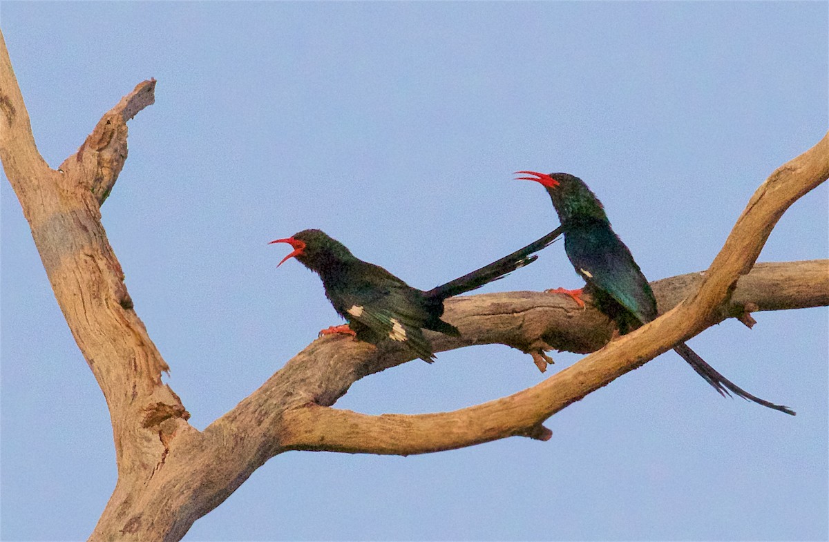 Green Woodhoopoe - ML652629526