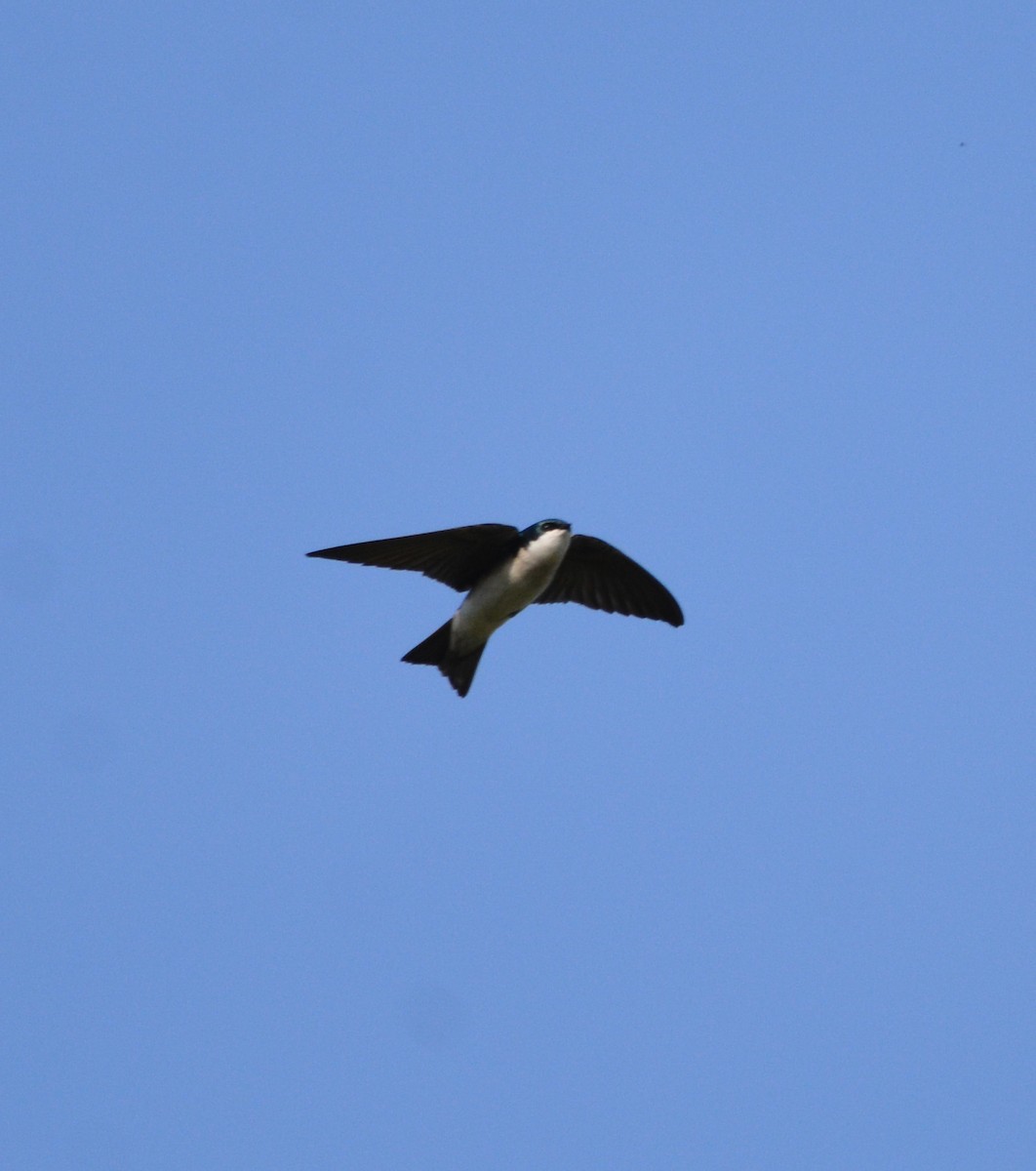 vlaštovka stromová - ML652629934