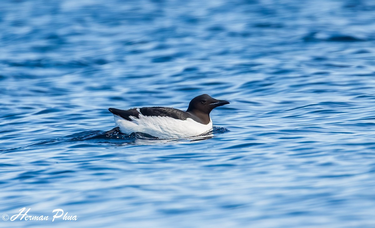 alkoun tlustozobý - ML652630133