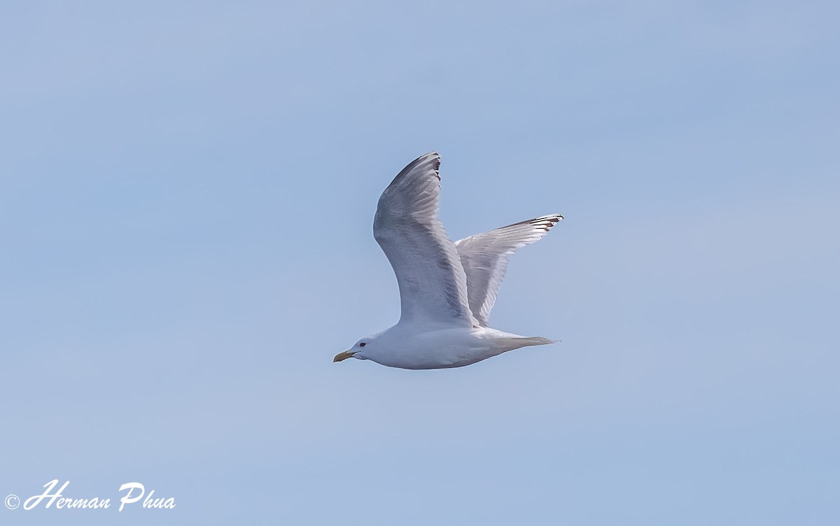 racek polární - ML652630168