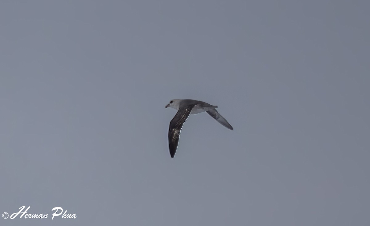 buřňák lední - ML652630173