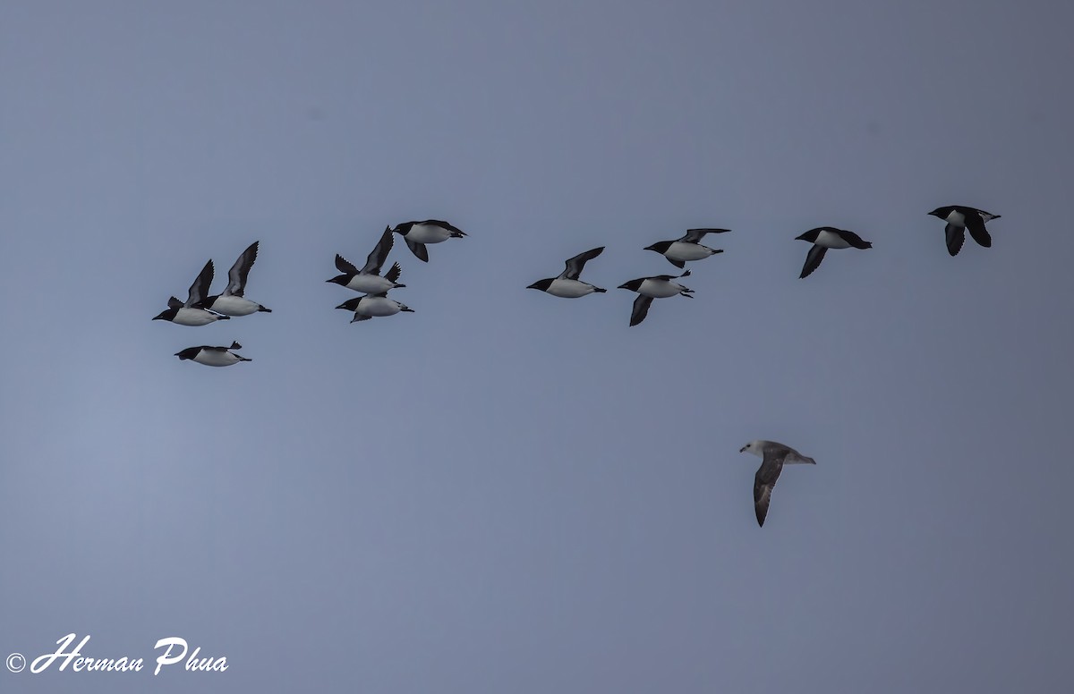 alkoun tlustozobý - ML652630180