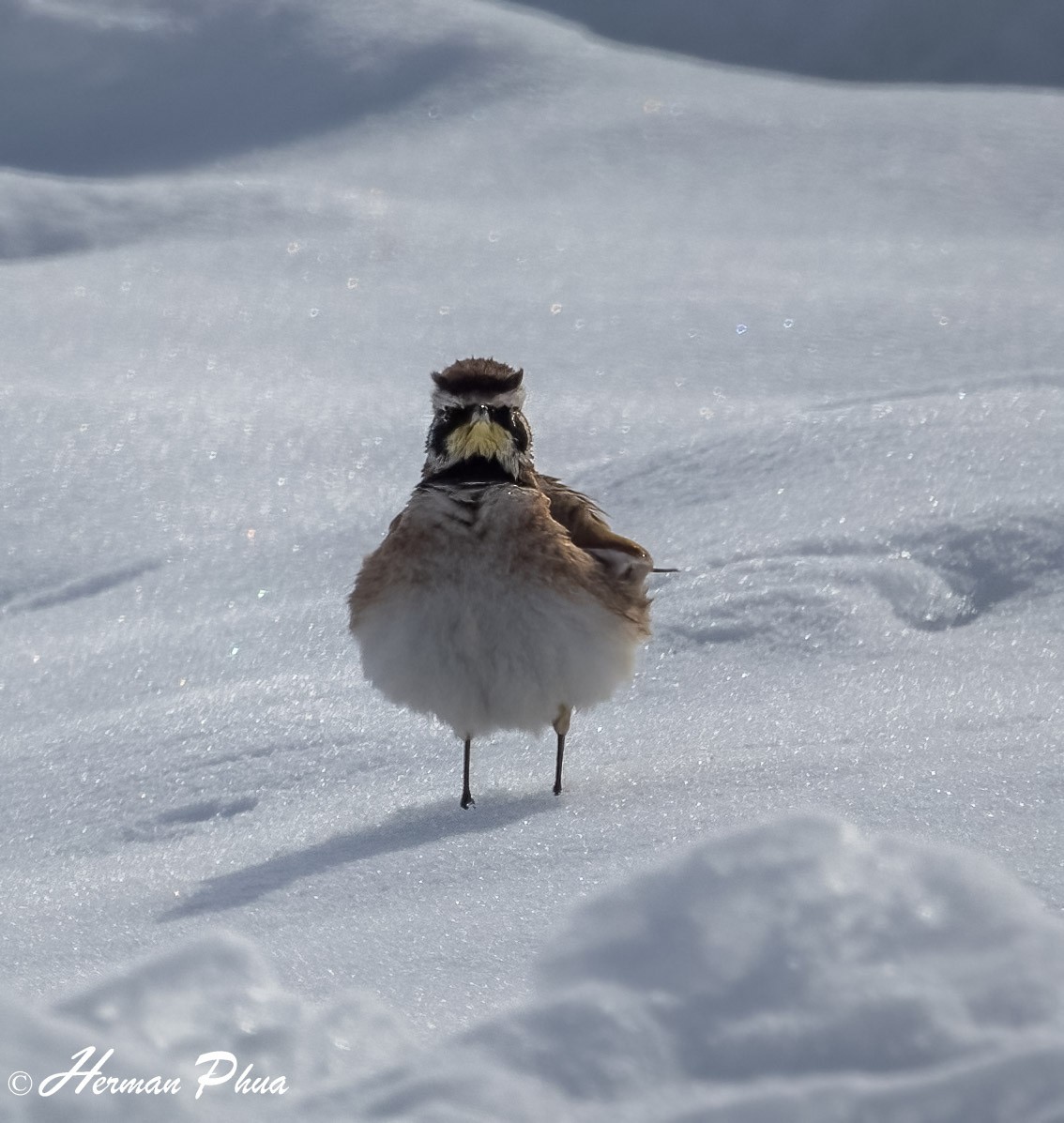skřivan ouškatý - ML652630187